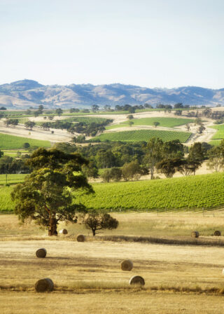 Barossa Valley /MClaren Vale